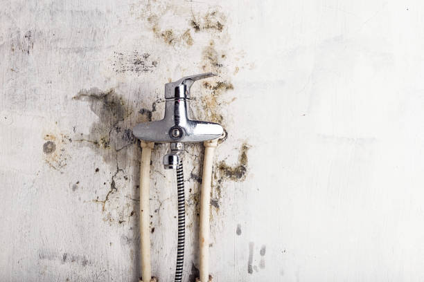  Port Royal, SC Mold Removal Pros