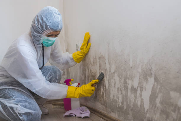 Port Royal, SC Mold Remediation Company