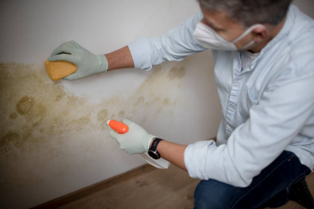 Best Residential Mold Remediation in Port Royal, SC