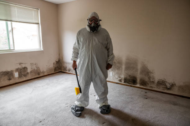 Best Post-Flood Mold Remediation in Port Royal, SC