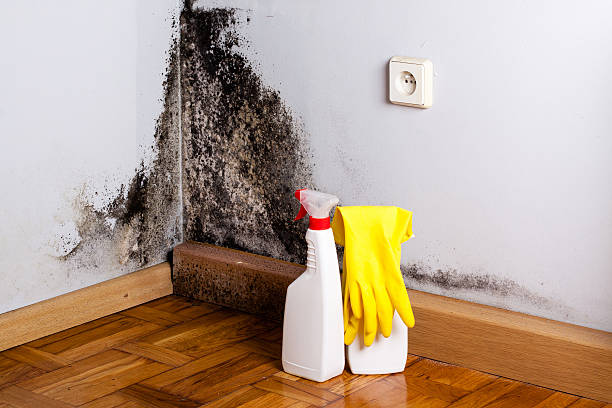 Best Industrial Mold Remediation in Port Royal, SC